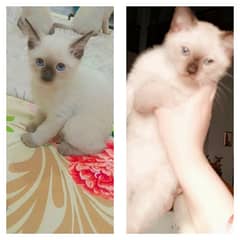 Siamese kittens pair male & female Sky bule eyes pure original breed