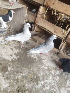 silvar mukhi kantakash 100% breeder