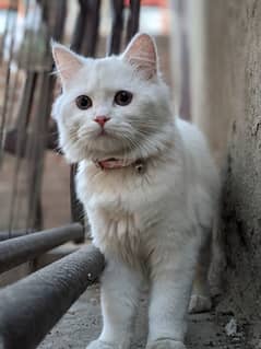 Beautiful Persian Cat