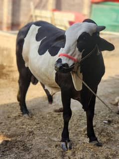 Bull