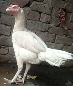 white hera aseel curk madi