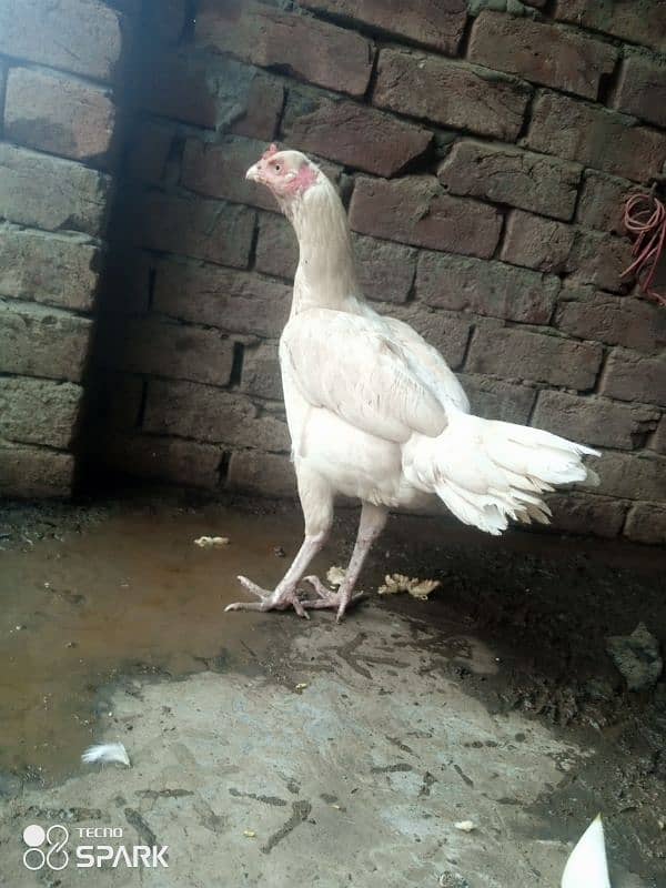 white hera aseel curk madi 2