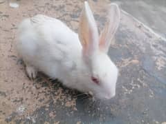 Rabbit