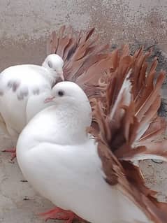 2 BEST BROWN TAIL LAKA PAIR FOR SALE.