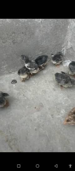 Thai caross aseel chicks 03014237451 call me