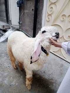 Sheep