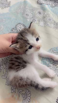 Meow your heart out