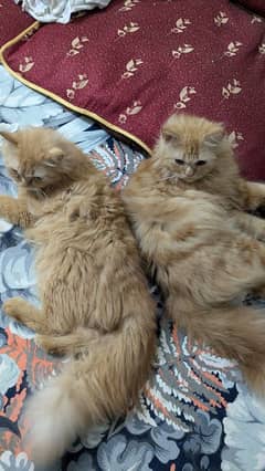 Persian cat pair male female age 14 month