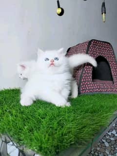 PERSIAN KITTEN FOR SALE ONLY CONTACT WHATUP 03292450497
