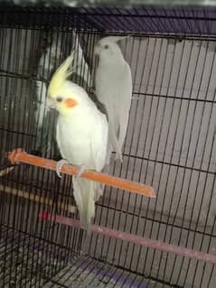 Cocktail and lovebirds pair for sale