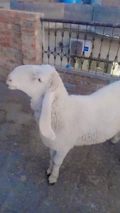 chatra