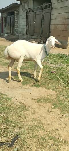 fatahjangi dumby available