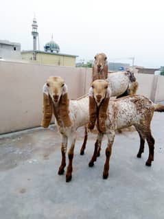 Makhi cheni