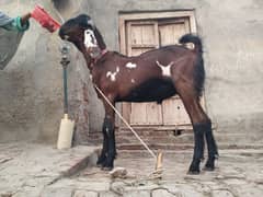 Nagra khassi bakra 2025ke qurbani