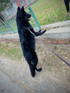 GSD female 11 month