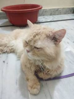 monster face persian cat punch face