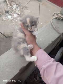 Persian