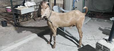 bakra for qurbani