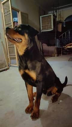 rottweiler