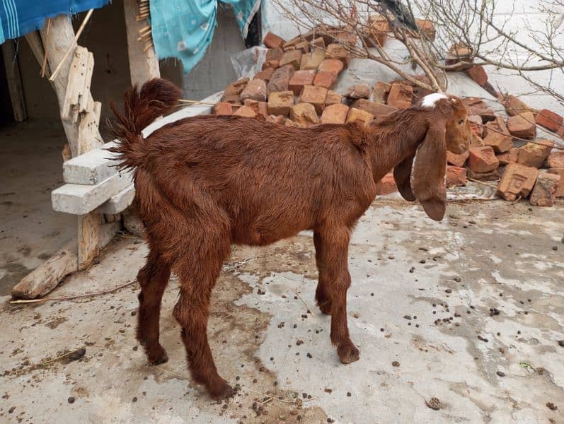 female bakroti 0