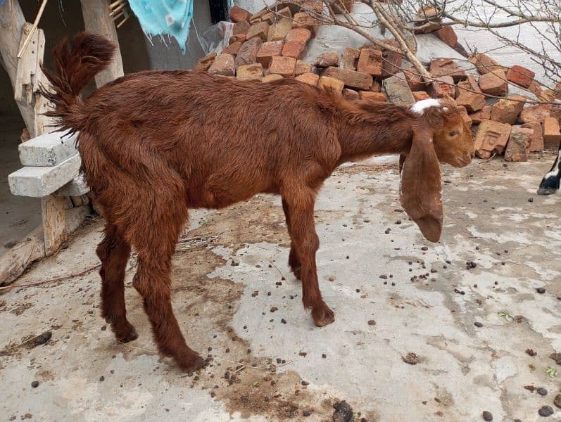 female bakroti 1