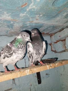 Teddy breeder pair guarantee ande bacho ki