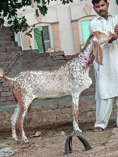 Urgent Sale Makkhi Cheeni bakri