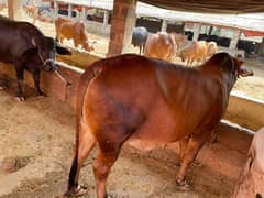 Qurbani