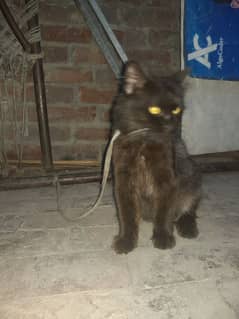 Persian Cat For Sale