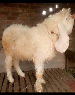 qurbani