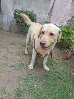 family dog for sale