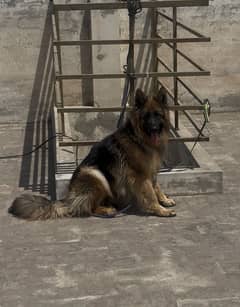 PGSDC PEDIGREE GSD FEMALE near to heat from strong lines