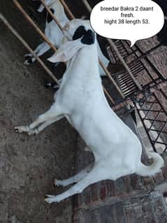 Gulabi