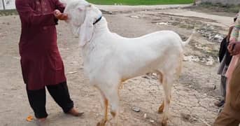 Qurbani lagne wala Desi Bakra For Sale// 03130079851