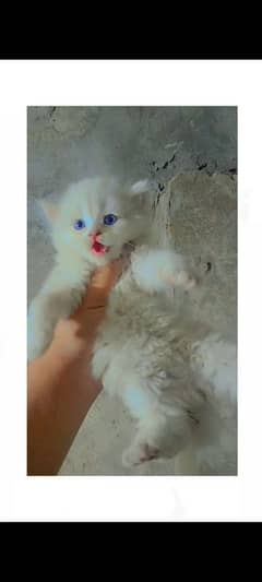 Persion kittens available for sale. Whatsapp 0305-6270596.