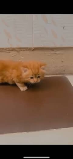 Persian brown kitten pair with blue eyes