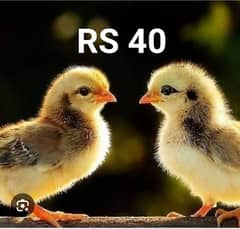Golden misri chicks