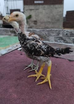 Thai Aseel Chicks Pair