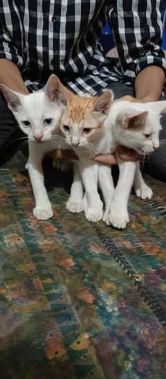 Cat with kittens