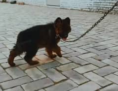 gsd dog