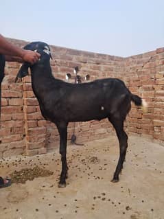 4 bakra for sale
