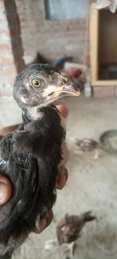 aseel thai cross chiks and hen for sale