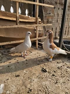 Best pigeon pairs for sale at reasonable prices