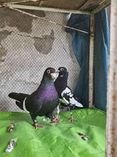 Best pigeon pairs for sale at reasonable prices