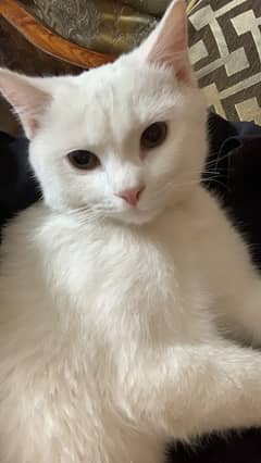 Single Coat Persian breed