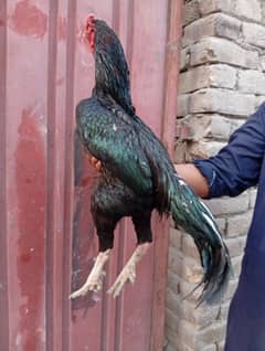 mushka lasani chutki traind