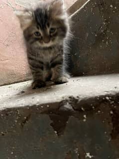 kittens For sale