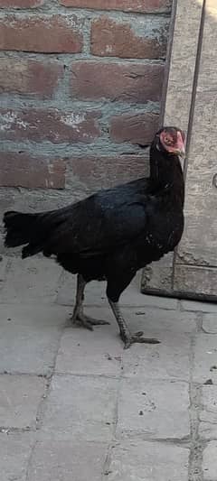 Aseel for  Sale