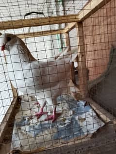 King pigeons jumbo size mashallah breeder pair for sale with 1 baby