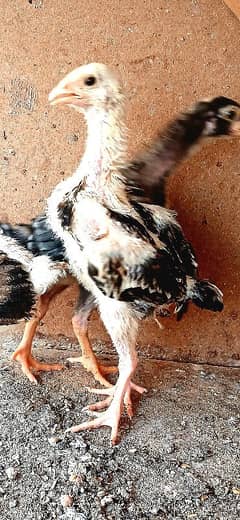 Shamoo Chicks | Chicks | King Shamoo Chicks | Japanese Shamoo Chicks